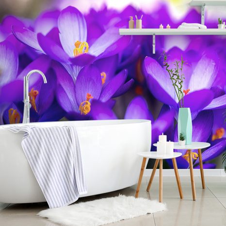 WALL MURAL BLOOMING PURPLE SAFFRON - WALLPAPERS FLOWERS - WALLPAPERS