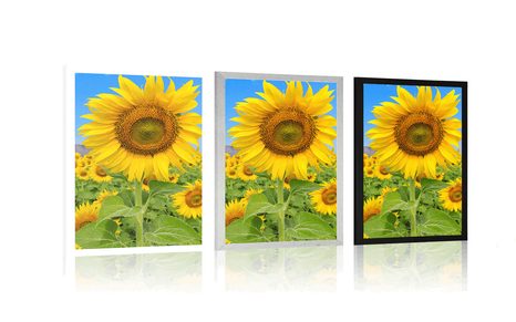 PLAKAT POLJE SUNCOKRETA - CVIJEĆE - PLAKATI