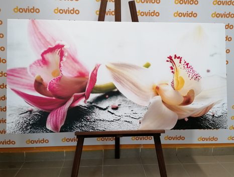 WANDBILD ORCHIDEENBLÜTEN - BILDER - 🔥 TOTALAUSVERKAUF