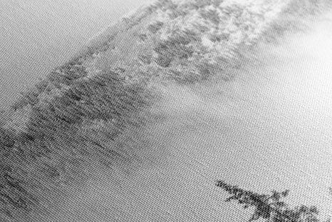 ΕΙΚΌΝΑ ΑΠΌ ΧΙΟΝΙΣΜΈΝΑ ΠΕΎΚΑ ΣΕ ΜΑΎΡΟ & ΆΣΠΡΟ - ΠΊΝΑΚΕΣ ΑΣΠΡΌΜΑΥΡΕΣ - ΠΊΝΑΚΕΣ