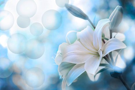 TAPETA KVĚT LILIE NA ABSTRAKTNÍM POZADÍ - TAPETY KVĚTINY - TAPETY