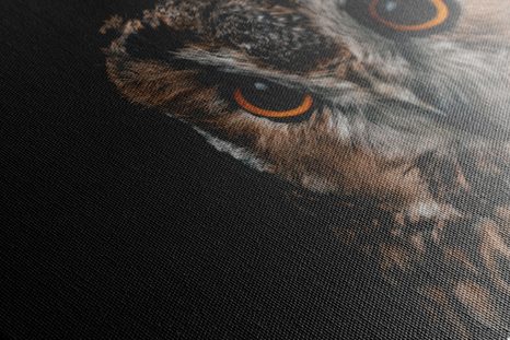 SLIKA SOVA - SLIKE ŽIVALI - SLIKE