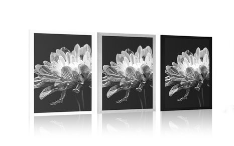 POSTER – MARGHERITA IN BIANCO E NERO - NERO E BIANCO - POSTER