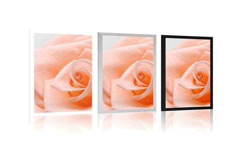 PLAKAT VRTNICA V ODTENKU BRESKVE - ROŽE - PLAKATI