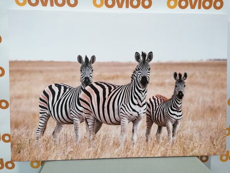 WANDBILD DREI ZEBRAS IN DER SAVANNE - BILDER TIERE - BILDER