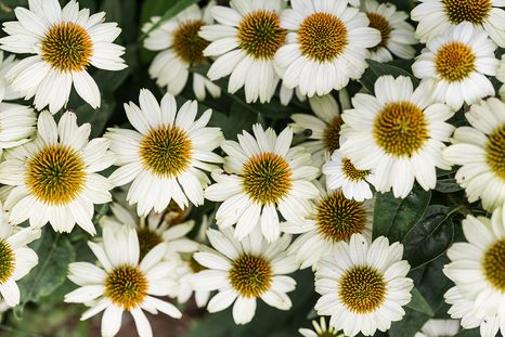 SAMOLEPÍCÍ FOTOTAPETA LÉČIVÉ KVĚTY HEŘMÁNKU - SAMOLEPÍCÍ TAPETY - TAPETY