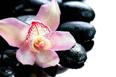 CARTA DA PARATI – ORCHIDEA ESOTICA - CARTA DA PARATI FENG SHUI - CARTA DA PARATI