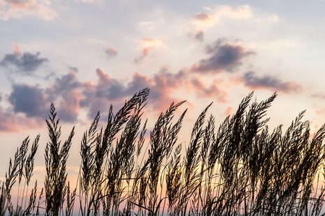 WALL MURAL GRASS AT SUNSET - WALLPAPERS NATURE - WALLPAPERS