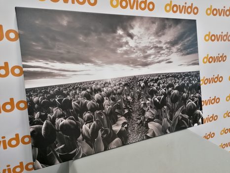 WANDBILD SONNENAUFGANG ÜBER DER WIESE MIT TULPEN IN SCHWARZ-WEISS - SCHWARZ-WEISSE BILDER - BILDER