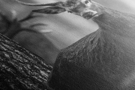 OBRAZ JELEŃ W LESIE W WERSJI CZARNO-BIAŁEJ - OBRAZY CZARNO-BIAŁE - OBRAZY