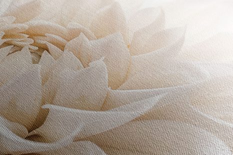 WANDBILD WEISSE BLÜTENBLÄTTER - BILDER BLUMEN - BILDER