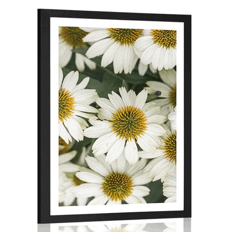 POSTER WITH MOUNT MEDICINAL CHAMOMILE FLOWERS - FLOWERS - POSTERS