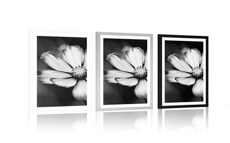 POSTER WITH MOUNT GARDEN COSMOS FLOWER IN BLACK AND WHITE - BLACK AND WHITE - POSTERS