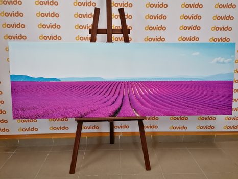 OBRAZ NEKONEČNÉ LEVANDULOVÉ POLE - OBRAZY PŘÍRODY A KRAJINY - OBRAZY