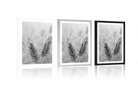 POSTER – CAMPO DI GRANO IN BIANCO E NERO - NERO E BIANCO - POSTER