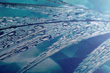 WANDBILD MORGENTAUTROPFEN - STILLLEBEN-BILDER - BILDER