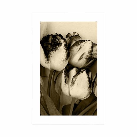 AFFICHE AVEC PASSE-PARTOUT – TULIPES PRINTANIÈRES EN SÉPIA - NOIR ET BLANC - AFFICHES
