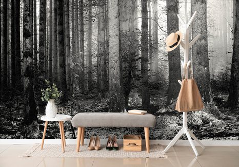 FOTOTAPETA ČERNOBÍLÉ TAJEMSTVÍ LESA - ČERNOBÍLÉ TAPETY - TAPETY