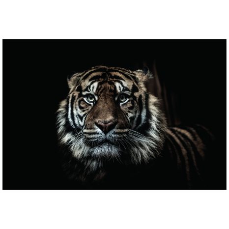 FOTOTAPETA TYGR - TAPETY ZVÍŘATA - TAPETY