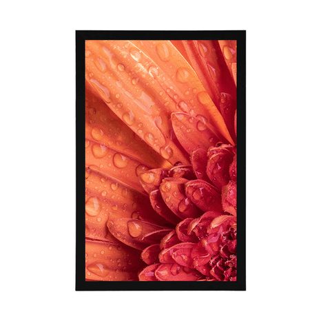PLAKÁT ORANŽOVÁ GERBERA S KAPKAMI VODY - KVĚTINY - PLAKÁTY
