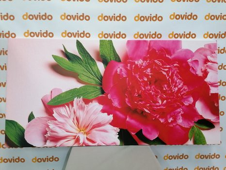 SLIKA POTONIKE V ROŽNATI BARVI - SLIKE ROŽ - SLIKE