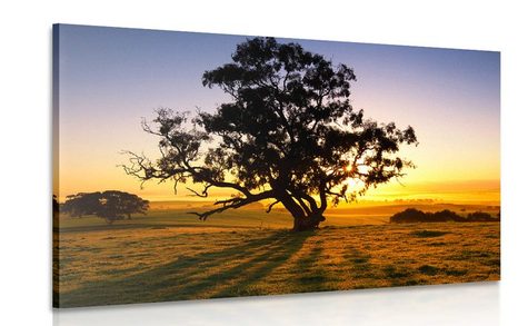 WANDBILD ALLEINSTEHENDER BAUM BEI SONNENUNTERGANG - BILDER VON NATUR UND LANDSCHAFT - BILDER