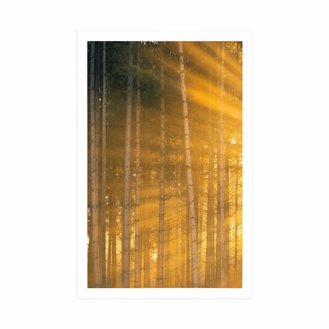 PLAKAT SUNCE IZA STABALA - PRIRODA - PLAKATI