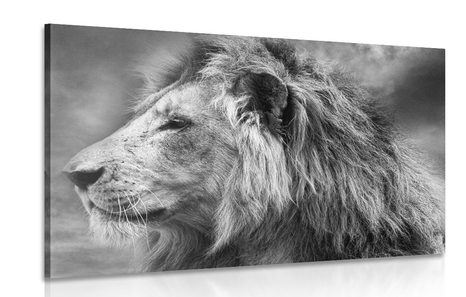 CANVAS PRINT AFRICAN LION IN BLACK AND WHITE - BLACK AND WHITE PICTURES - PICTURES