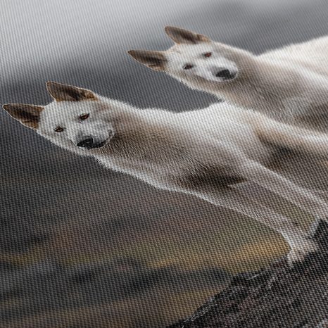 WANDBILD WEISSE WÖLFE AUF FELSEN - BILDER VON HUNDEN - BILDER