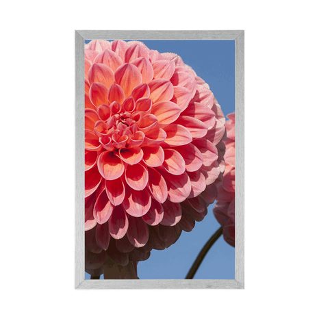 POSTER BLÜHENDE DAHLIE - BLUMEN - POSTER