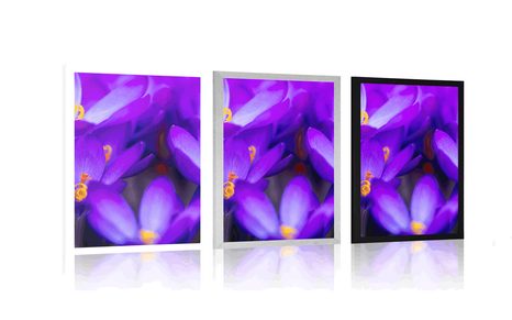 PLAKÁT KVETOUCÍ FIALOVÝ ŠAFRÁN - KVĚTINY - PLAKÁTY