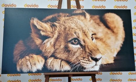 SLIKA LEVJI MLADIČ - SLIKE ŽIVALI - SLIKE