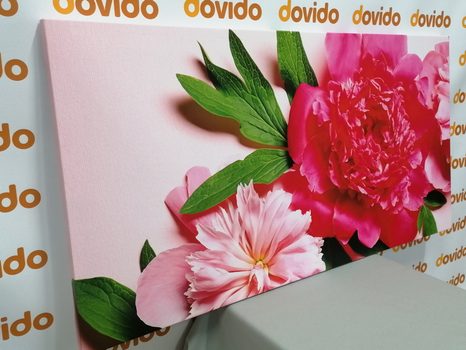 SLIKA POTONIKE V ROŽNATI BARVI - SLIKE ROŽ - SLIKE