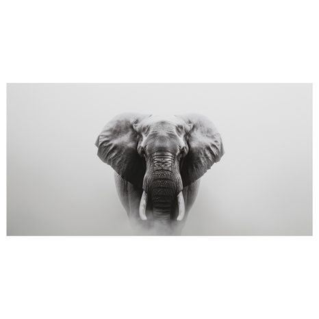 OBRAZ ČERNOBÍLÝ SLONÍ PORTRÉT - OBRAZY SLONI - OBRAZY