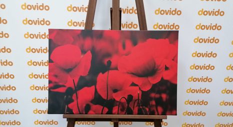 OBRAZ POLE DIVOKÝCH MÁKŮ - OBRAZY KVĚTŮ - OBRAZY