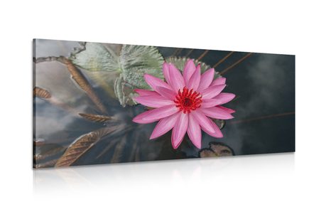 CANVAS PRINT CHARMING LOTUS FLOWER - PICTURES FLOWERS - PICTURES