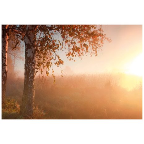 ΤΟΙΧΟΓΡΑΦΊΑ ΟΜΙΧΛΏΔΕΣ ΦΘΙΝΟΠΩΡΙΝΌ ΔΆΣΟΣ - ΤΑΠΕΤΣΑΡΊΑ ΦΎΣΗ - ΤΑΠΕΤΣΑΡΊΕΣ