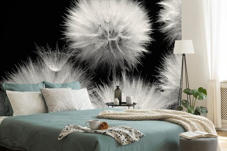 WALL MURAL BLACK AND WHITE DANDELION - BLACK AND WHITE WALLPAPERS - WALLPAPERS