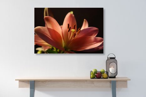 ΕΙΚΌΝΑ ΕΝΌΣ ΌΜΟΡΦΟΥ ΡΟΖ ΚΡΊΝΟΥ ΣΕ ΜΑΎΡΟ ΦΌΝΤΟ - ΠΊΝΑΚΕΣ ΑΠΌ ΛΟΥΛΟΎΔΙΑ - ΠΊΝΑΚΕΣ