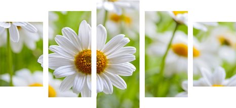 5-TEILIGES WANDBILD FRÜHLINGSWIESE VOLLER BLUMEN - BILDER BLUMEN - BILDER