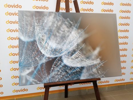 OBRAZ MAKRO PAMPELIŠKA NA POZADÍ - OBRAZY KVĚTŮ - OBRAZY