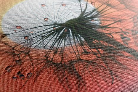 OBRAZ PÚPAVA PRI ZÁPADE SLNKA - OBRAZY KVETOV - OBRAZY