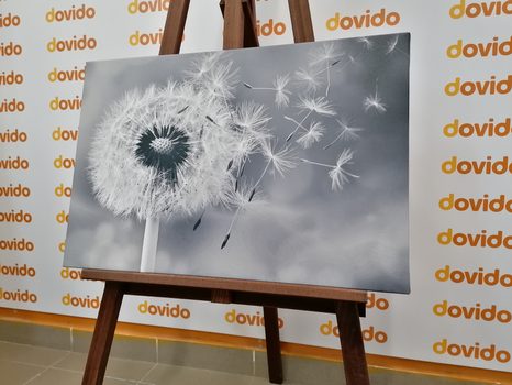 WANDBILD BEZAUBERNDER LÖWENZAHN IN SCHWARZ-WEISS - SCHWARZ-WEISSE BILDER - BILDER