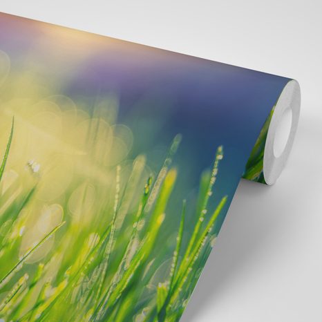 SAMOLEPÍCÍ TAPETA ROSA NA LOUCE - SAMOLEPÍCÍ TAPETY - TAPETY