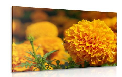 OBRAZ AZTÉCKÝ MĚSÍČEK - OBRAZY KVĚTŮ - OBRAZY