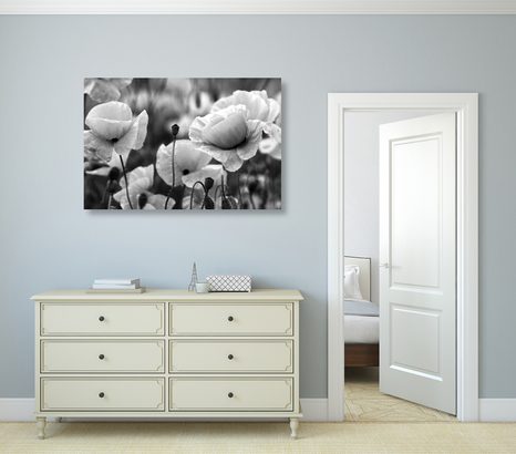 PIPACSOK A RÉTEN FEKETE FEHÉRBEN - FEKETE-FEHÉR KÉPEK - KÉPEK