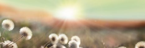 WANDBILD PANORAMA EINER BLÜHENDEN WIESE - BILDER VON NATUR UND LANDSCHAFT - BILDER