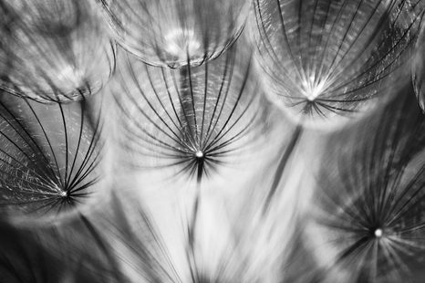 КАРТИНА НА ПЛАТНО – ГЛУХАРЧЕ В ЧЕРНО И БЯЛО - ЧЕРНО-БЕЛИ КАРТИНИ - КАРТИНИ