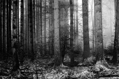 FOTOTAPETE GEHEIMNIS DES WALDES IN SCHWARZ-WEISS - TAPETEN - 🔥 TOTALAUSVERKAUF