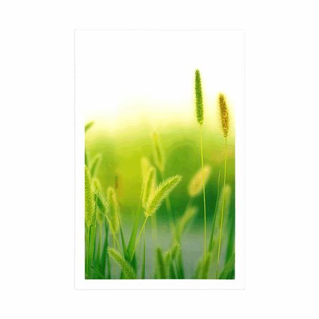 POSTER – STELI D'ERBA IN VERDE - NATURA - POSTER